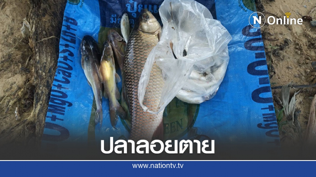 ปลาลอยน้ำตาย คาดโรงงานปล่อยสารพิษ ปลาลอยน้ำตาย คาดโรงงานปล่อยสารพิษ