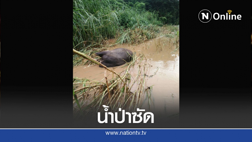 น้ำป่าซัดควายตายไป 2 ตัว น้ำป่าซัดควายตายไป 2 ตัว