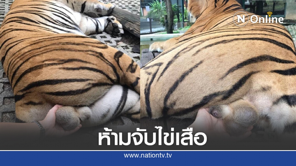 "สาวจับไข่เสือ" จนท.ยืนยัน ขออนุญาตแล้ว แต่ต่อไปจะไม่ให้จับอีกแล้ว "สาวจับไข่เสือ" จนท.ยืนยัน ขออนุญาตแล้ว แต่ต่อไปจะไม่ให้จับอีกแล้ว
