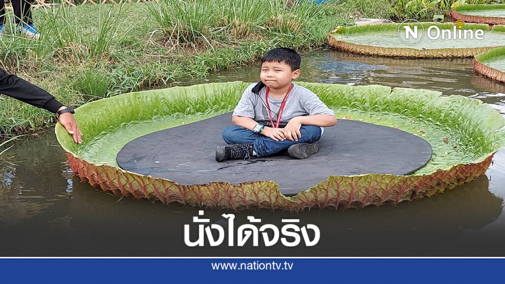 ชาวโคราชแห่นั่งใบบัวยักษ์แหล่งท่องเที่ยวแห่งใหม่ค่ายทหาร ชาวโคราชแห่นั่งใบบัวยักษ์แหล่งท่องเที่ยวแห่งใหม่ค่ายทหาร