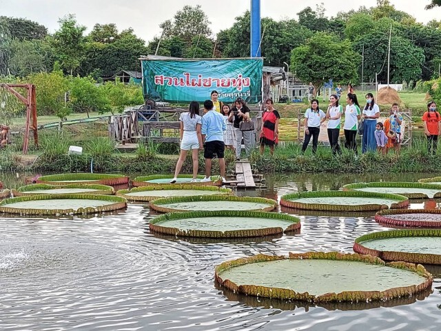 ชาวโคราชแห่นั่งใบบัวยักษ์แหล่งท่องเที่ยวแห่งใหม่ค่ายทหาร