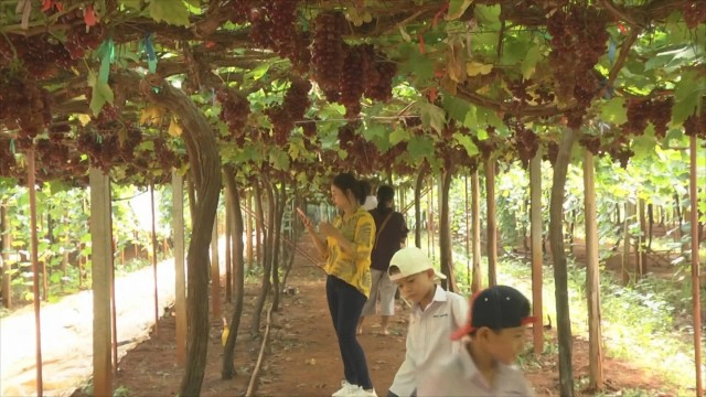 ท่องเที่ยวเชิงเกษตรวังน้ำเขียวคึกคัก ปชช.แห่เที่ยววันหยุด