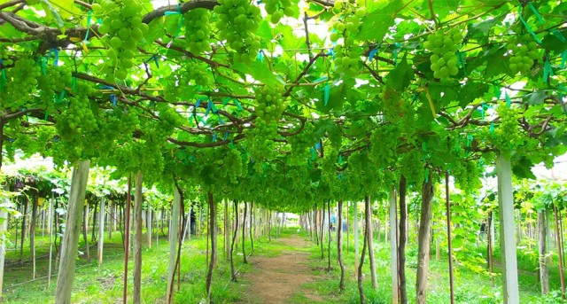 ท่องเที่ยวเชิงเกษตรวังน้ำเขียวคึกคัก ปชช.แห่เที่ยววันหยุด