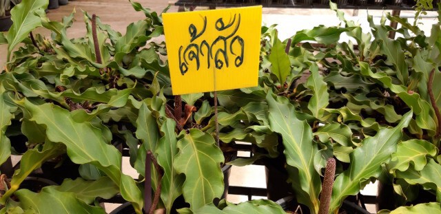 ส่องอาณาจักรกล้วยไม้"แอร์ออร์คิดส์ แลบ" ฝ่าวิกฤติโควิด-19สู่ค้าออนไลน์เต็มรูปแบบ