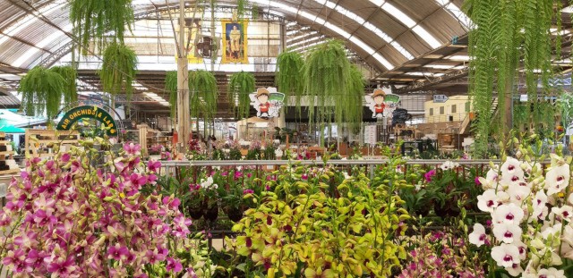 ส่องอาณาจักรกล้วยไม้"แอร์ออร์คิดส์ แลบ" ฝ่าวิกฤติโควิด-19สู่ค้าออนไลน์เต็มรูปแบบ