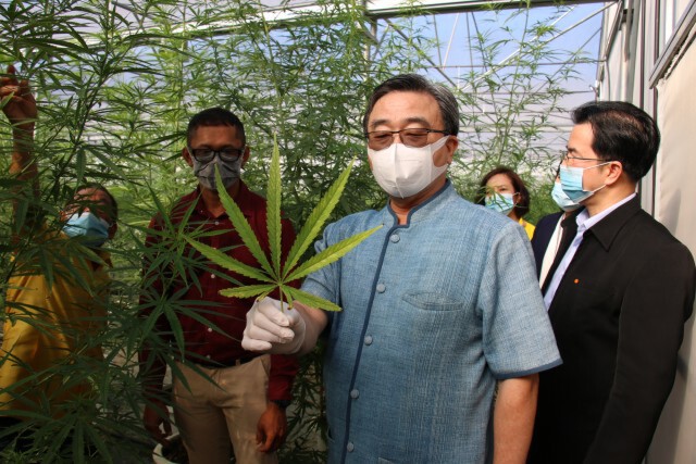 สธ.ดันโคราชเป็นศูนย์กลางกัญชาเพื่อการแพทย์