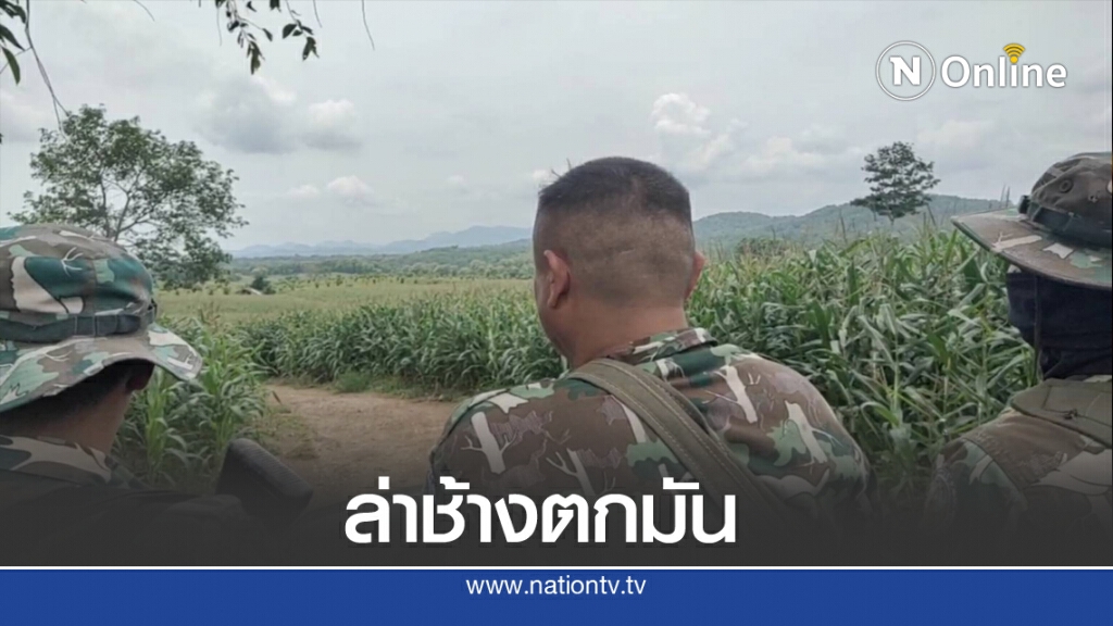 เร่งตามล่าช้างตกมัน หวั่นทำร้ายชาวบ้าน