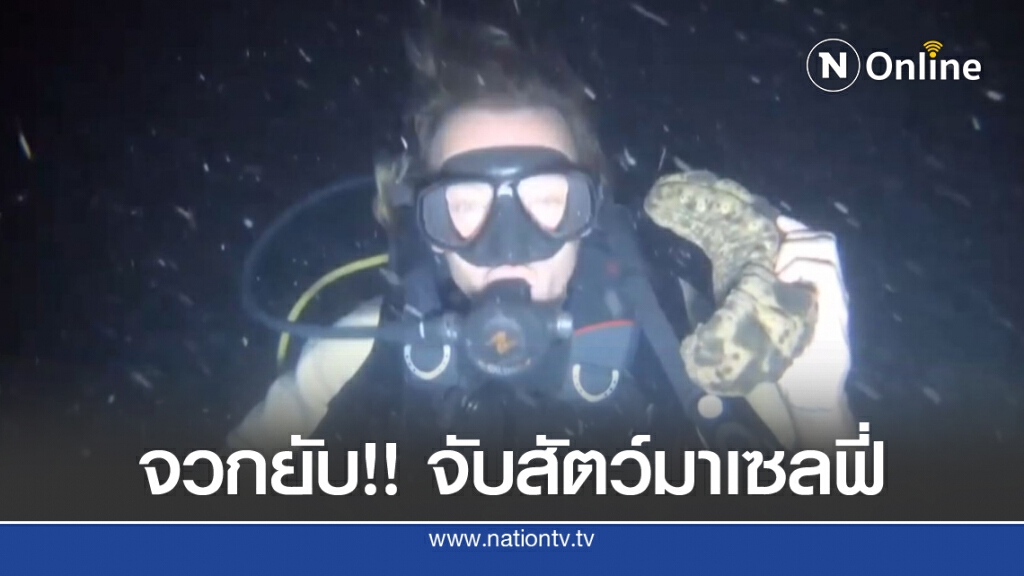 แจ้ง จนท. ตรวจสอบต่างชาติ  ดำน้ำไล่จับสัตว์ใต้ทะเลถ่ายรูป