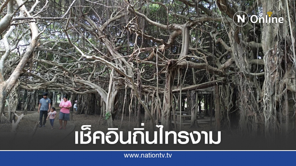 นทท.แห่เที่ยวชมอุทยานไทรงาม หลังฝนตกรากไทรแผ่กิ่งก้านสวยงาม นทท.แห่เที่ยวชมอุทยานไทรงาม หลังฝนตกรากไทรแผ่กิ่งก้านสวยงาม