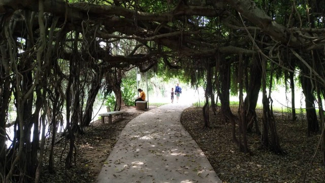 นทท.แห่เที่ยวชมอุทยานไทรงาม หลังฝนตกรากไทรแผ่กิ่งก้านสวยงาม