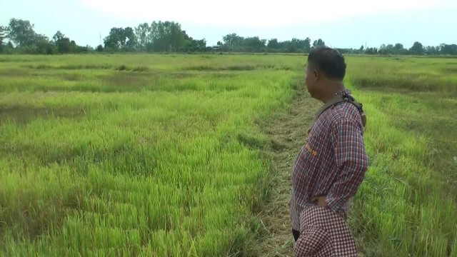 ฝนตกไม่เพียงพอ "ต้นข้าวแคระแกรน-ยืนต้นตาย"