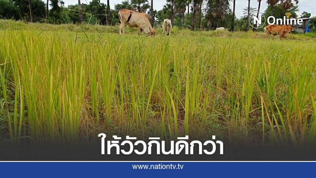 แล้งหนักหมดทางเลือกปล่อยวัวกินข้าวยืนต้นตาย แล้งหนักหมดทางเลือกปล่อยวัวกินข้าวยืนต้นตาย