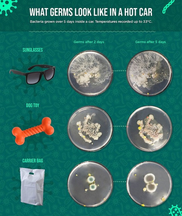 อึ้งเลย! งานวิจัยชี้พบเชื้อโรคในแว่นกันแดดมากกว่าบนโถส้วม