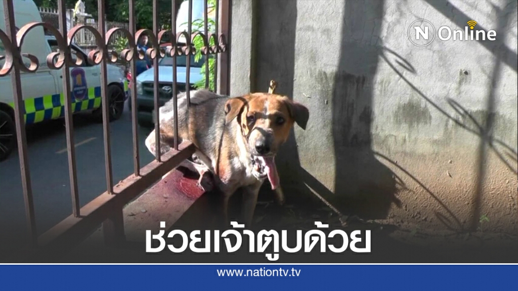 กู้ภัยเร่งช่วยสุนัขจรจัดหิวโซปีนไปติดกรงเหล็กรั้วบ้าน กู้ภัยเร่งช่วยสุนัขจรจัดหิวโซปีนไปติดกรงเหล็กรั้วบ้าน