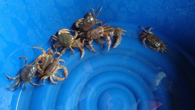 อำเภอแจ้ห่มเตรียมเปิดเทศกาล "กินปู ดูนา พาฟิน"