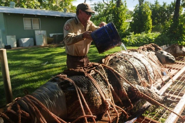 ออสเตรเลียจับจระเข้ยักษ์ใกล้จุดท่องเที่ยว