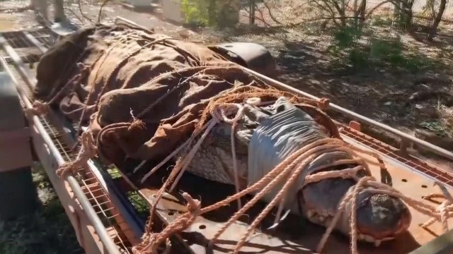 ออสเตรเลียจับจระเข้ยักษ์ใกล้จุดท่องเที่ยว