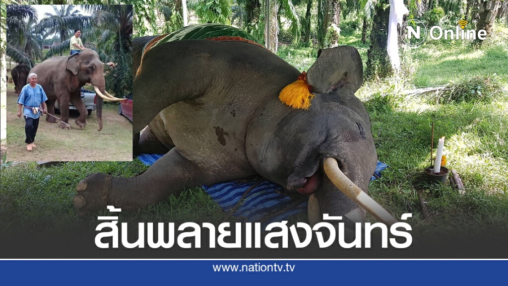 สิ้น "พลายแสงจันทร์" เหลนพระเศวตลื่นล้มคอหัก
