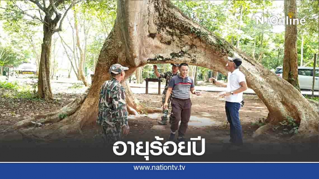 แห่ลอด"ต้นสมพง"อายุกว่า100ปี