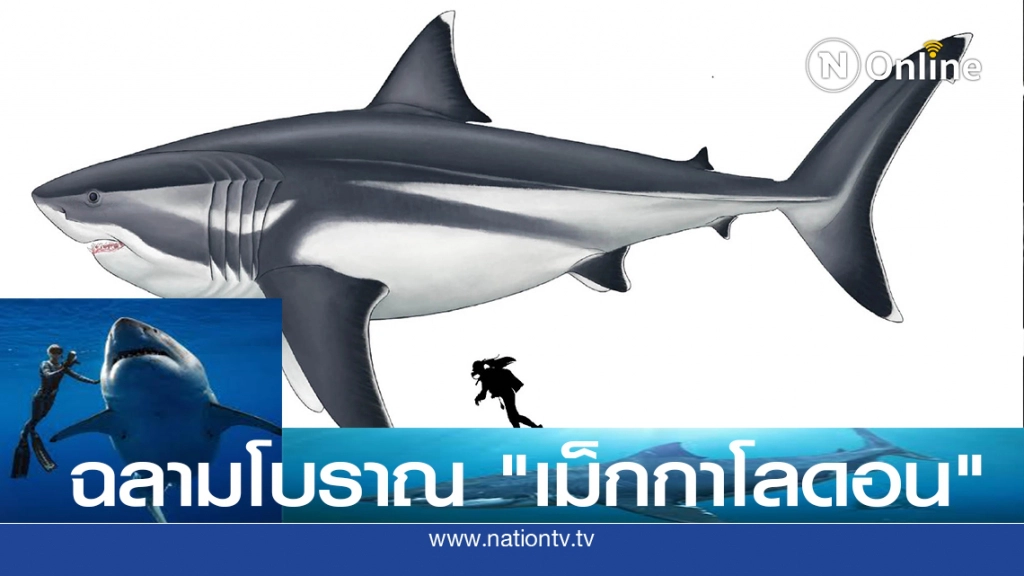 เผยขนาดที่แท้จริงครั้งแรกของฉลามยักษ์โบราณ "เม็กกาโลดอน"
