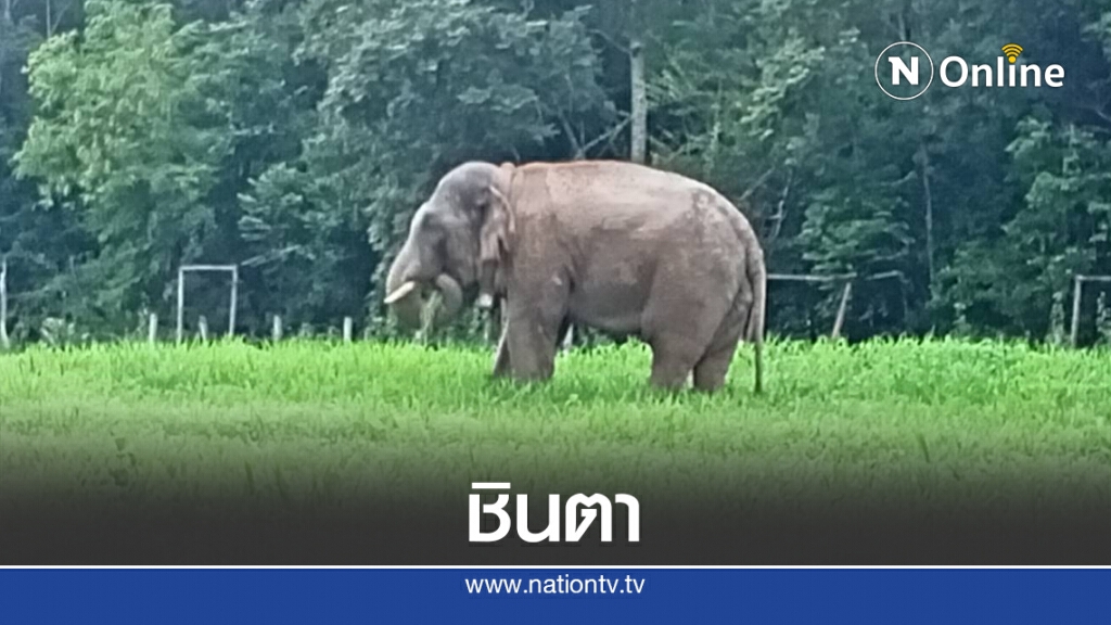 ช้างป่าดงใหญ่ออกหากินรายวันย่ำต้นข้าวพืชไร่ชาวบ้าน