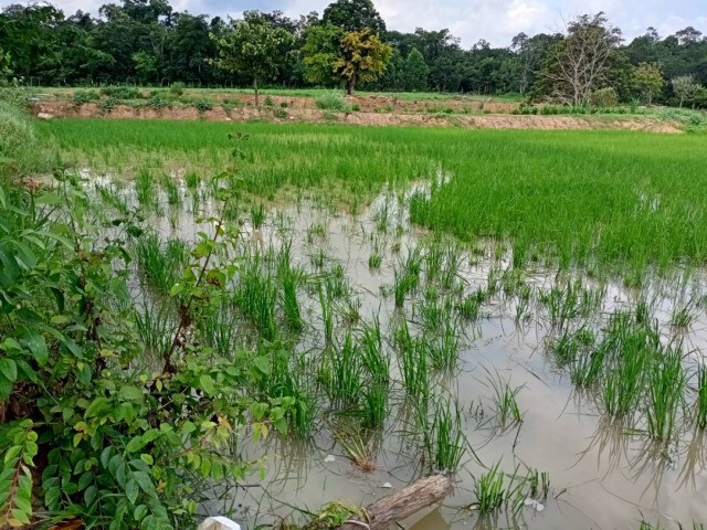 ช้างป่าดงใหญ่ออกหากินรายวันย่ำต้นข้าวพืชไร่ชาวบ้าน