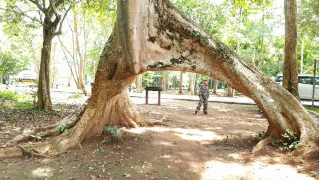 แห่ลอด"ต้นสมพง"อายุกว่า100ปี