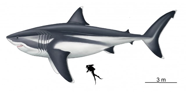 เผยขนาดที่แท้จริงครั้งแรกของฉลามยักษ์โบราณ "เม็กกาโลดอน"