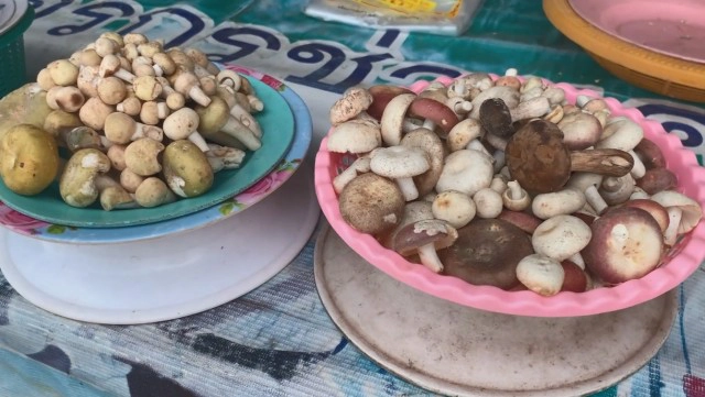 เตือนปชช.เก็บเห็ดป่ามาแกงตรวจสอบให้ดี
