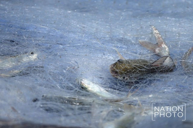 เปิดวิถีประมงพื้นบ้านอ่าวบ้านดอน หลังวันคอกหอยแตก