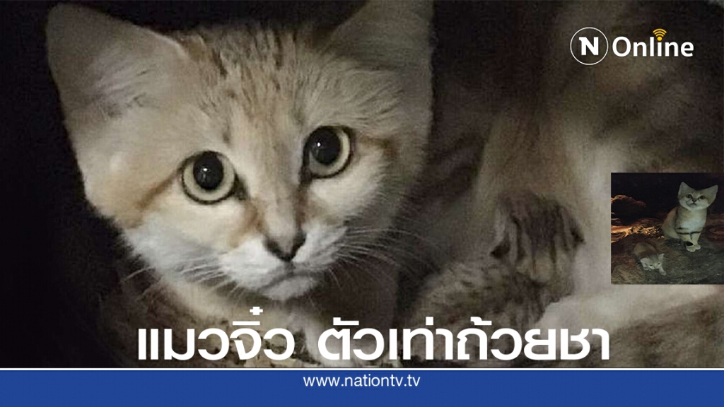 แม่แมวทรายในสวนสัตว์นอร์ทแคโรไรน่าอเมริกาคลอดลูก แม่แมวทรายในสวนสัตว์นอร์ทแคโรไรน่าอเมริกาคลอดลูก