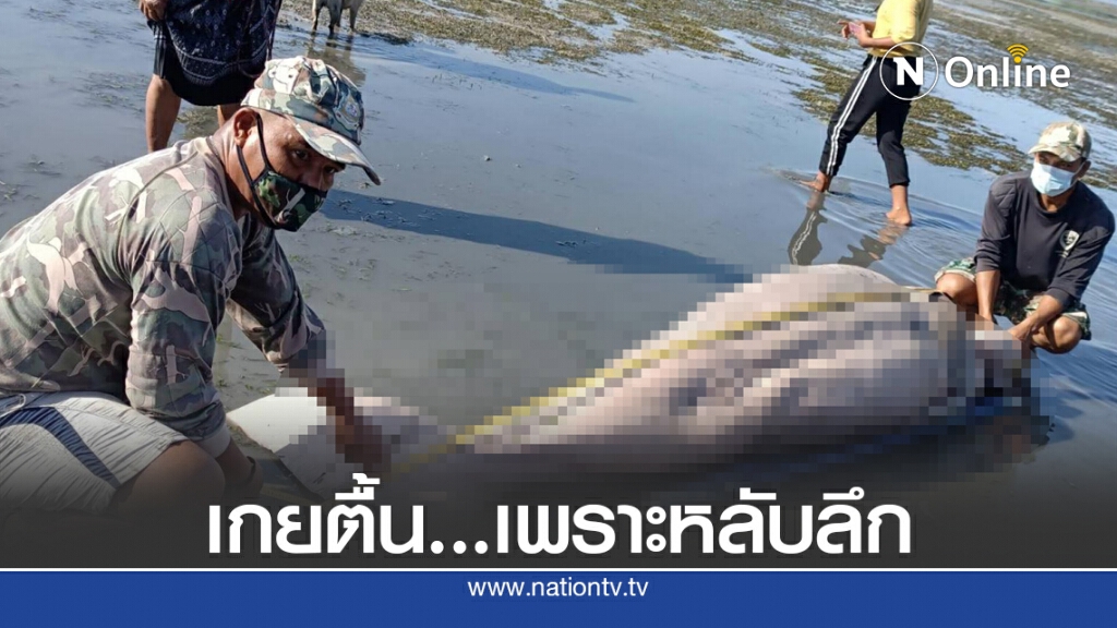 พะยูนเพศเมียเกยตื้นตาย พะยูนเพศเมียเกยตื้นตาย