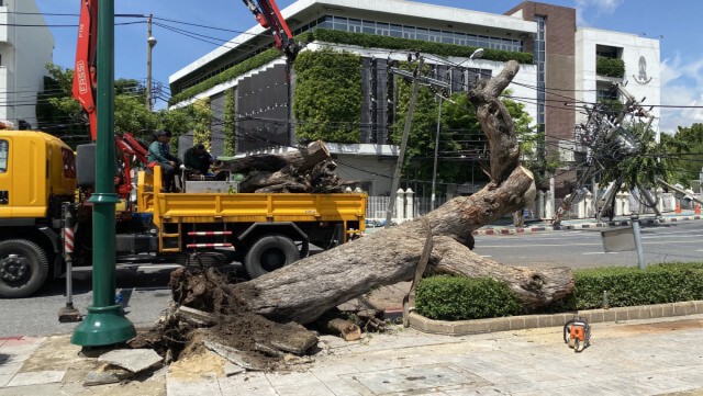 อิทธิพลฟ้าฝนโค่นมะขามร้อยปี แยกวัดเบญฯ ดึง 9 เสาไฟระเนระนาด