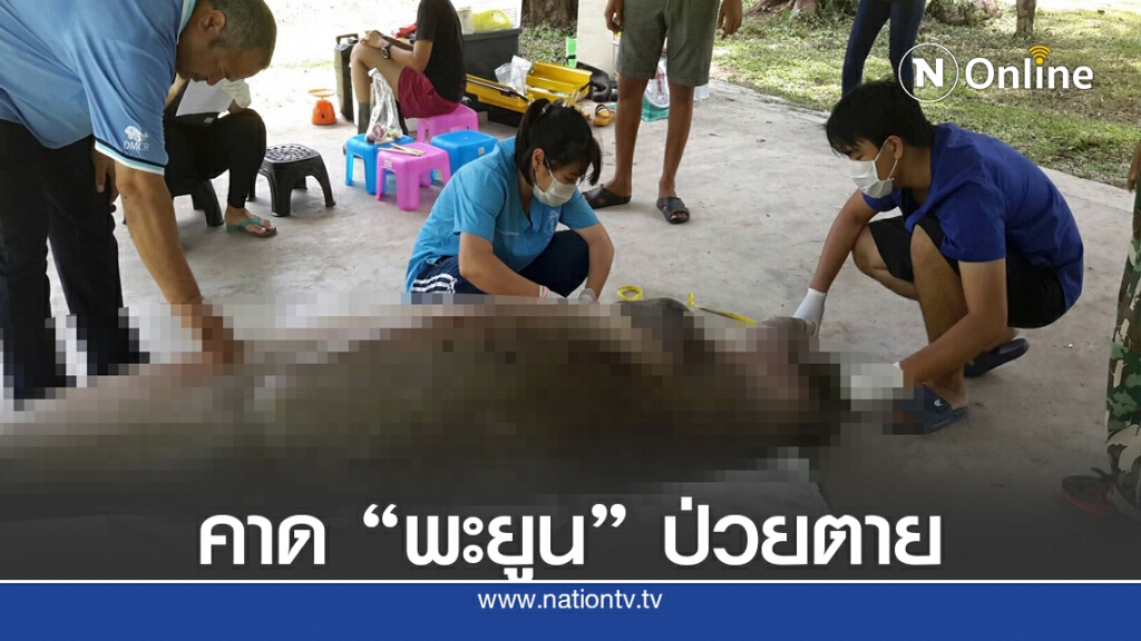 ผ่าพิสูจน์พะยูนคาดป่วยตาย