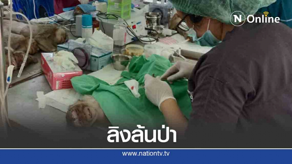 ทำหมันลิงแก้ปัญหาลิงล้นป่า ทำหมันลิงแก้ปัญหาลิงล้นป่า