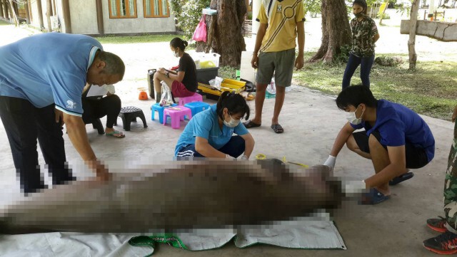 ผ่าพิสูจน์พะยูนคาดป่วยตาย