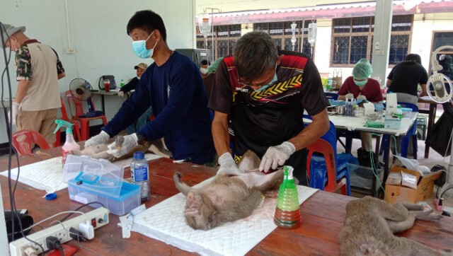 ทำหมันลิงแก้ปัญหาลิงล้นป่า