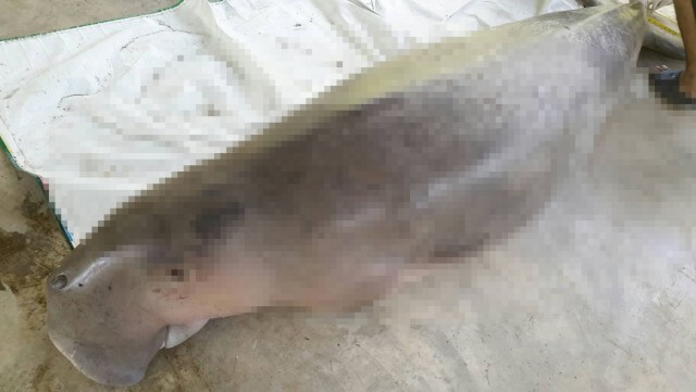 ผ่าพิสูจน์พะยูนคาดป่วยตาย