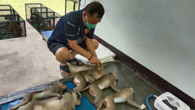 ทำหมันลิงแก้ปัญหาลิงล้นป่า