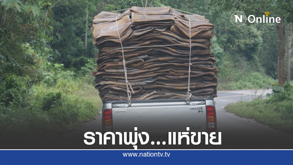 แห่ขายยางราคาทะลุ 60 บาท แห่ขายยางราคาทะลุ 60 บาท