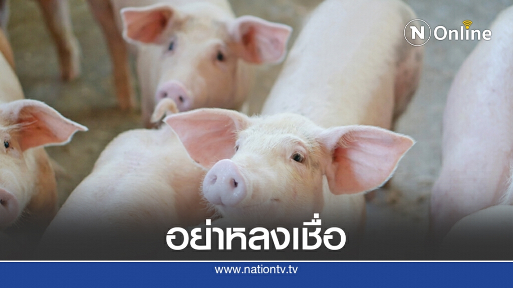 ปศุสัตว์เตือนอย่าหลงเชื่อข่าวลวง ย้ำสุกรกินได้ปลอดภัย