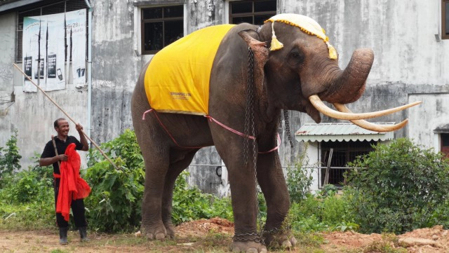 จัดขบวนช้าง4เชือกแห่ศพไว้อาลัย