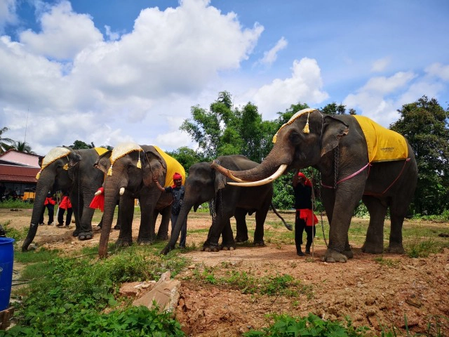 จัดขบวนช้าง4เชือกแห่ศพไว้อาลัย