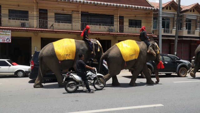 จัดขบวนช้าง4เชือกแห่ศพไว้อาลัย