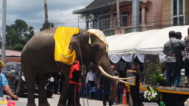 จัดขบวนช้าง4เชือกแห่ศพไว้อาลัย