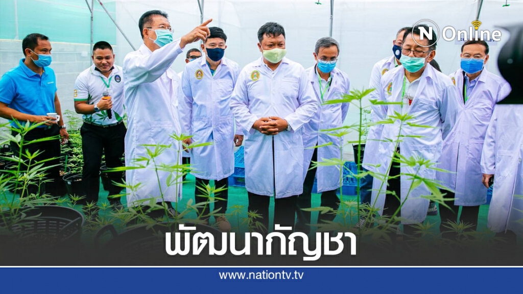 ราชภัฏMOU ชุมชนวิจัยและพัฒนาพืชกัญชา ราชภัฏMOU ชุมชนวิจัยและพัฒนาพืชกัญชา