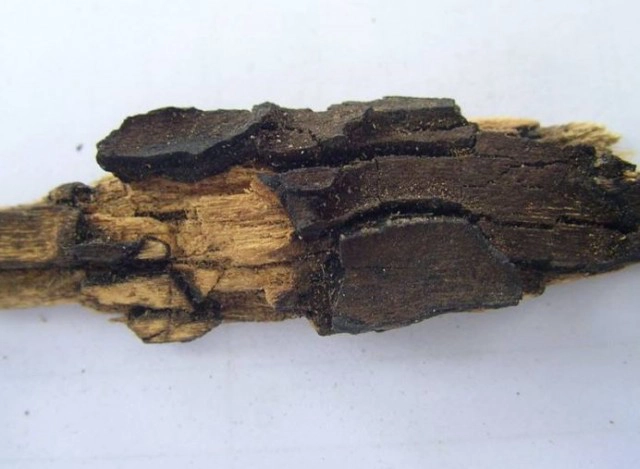 เตือนข่าวปลอม! เปลือกและแก่นต้นตะโกนาสามารถรักษาโรคมะเร็ง