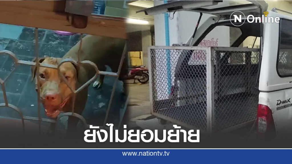 เจ้าของสุนัขพิทบูลยังไม่ยอมให้ เจ้าหน้าทีย้ายจากคอนโด เจ้าของสุนัขพิทบูลยังไม่ยอมให้ เจ้าหน้าทีย้ายจากคอนโด