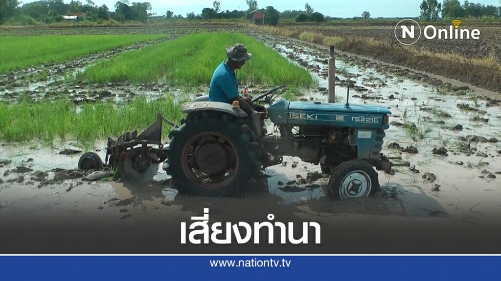 ชาวนาพิจิตรเสี่ยงทำนา-หลังน้ำยมเริ่มทรงตัว