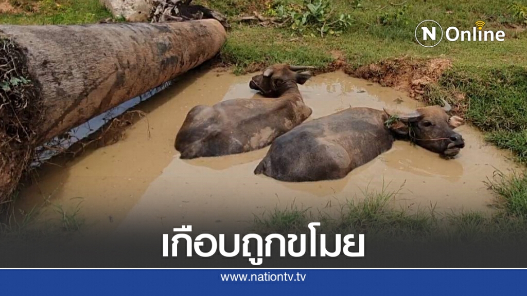ออกอุบายขโมยควายแต่ไม่สำเร็จชาวบ้านเห็นผิดสังเกตก่อน ออกอุบายขโมยควายแต่ไม่สำเร็จชาวบ้านเห็นผิดสังเกตก่อน